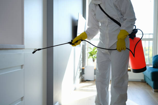 Office Mold Removal Services in North Las Vegas, NV