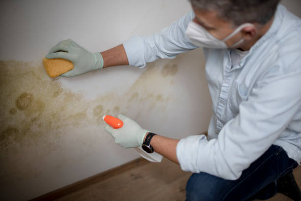 Best Mold Testing  in North Las Vegas, NV