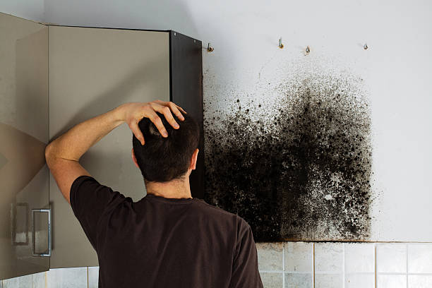 Best Toxic Mold Removal  in North Las Vegas, NV