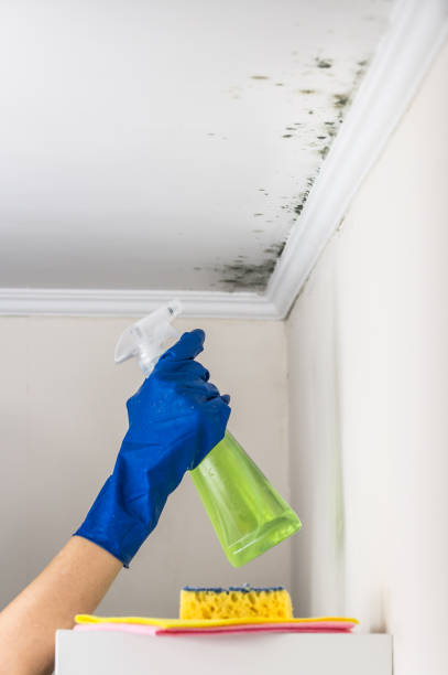 Best Attic Mold Removal  in North Las Vegas, NV