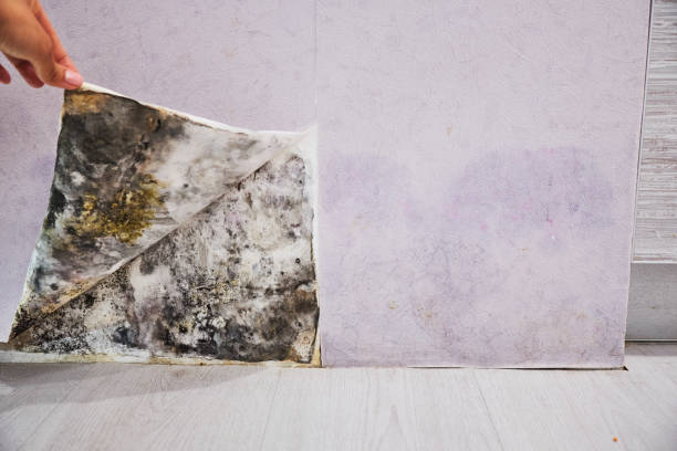 Reliable North Las Vegas, NV Mold Removal Solutions